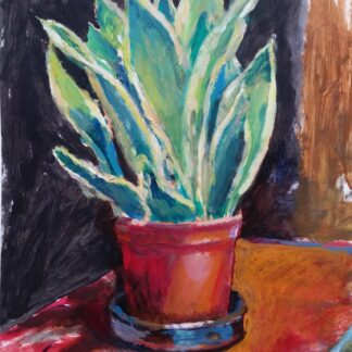 PLANTA SANSEVIERIA